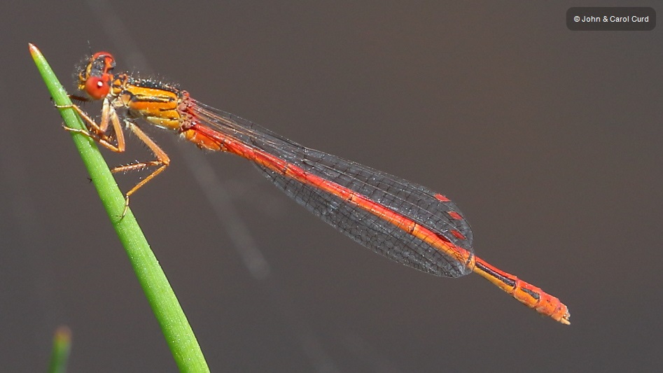 J17_4482 Xanthocnemis zealandica male.JPG